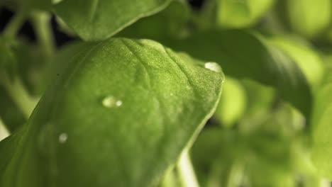 Zoom-out-slow-macro-video-of-water-drop-on-basil-leaf